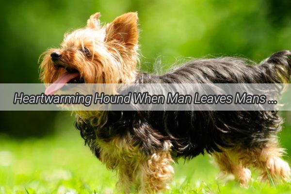 Heartwarming Hound When Man Leaves Mans Best Friend Howls in Solitude